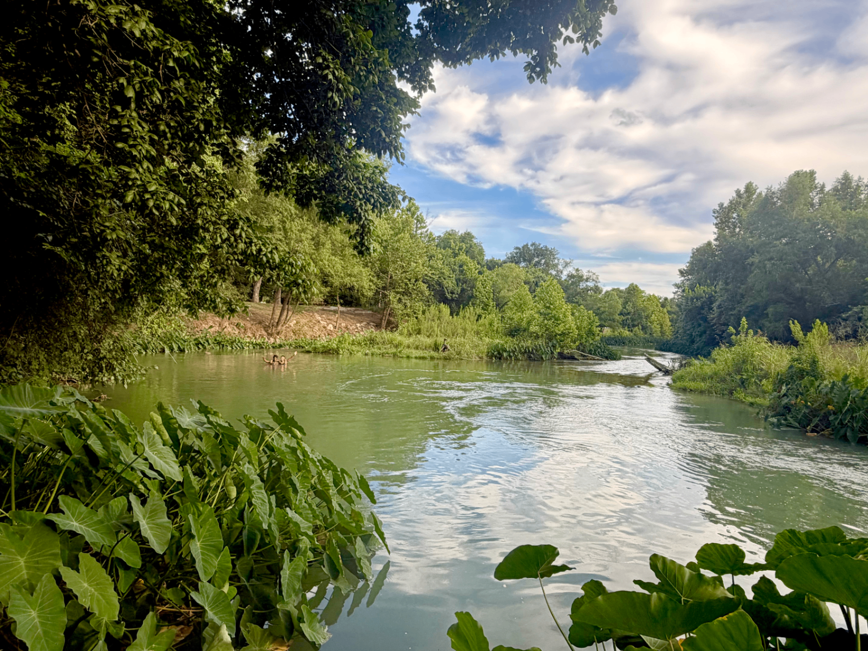 The San Marcos River near the Fentress house, green water framed by trees and elephant ear leaves